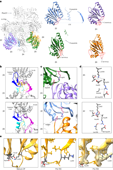 Mechanism of autocatalytic activation during proteasome assembly
