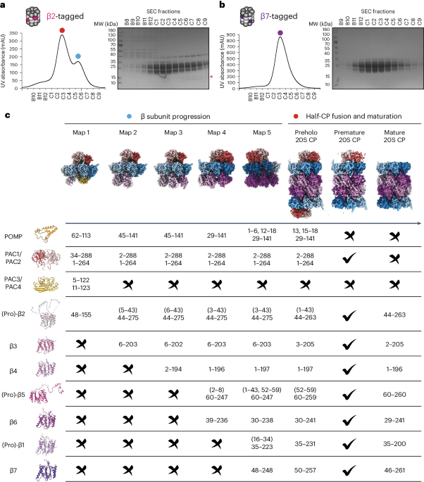 Visualizing chaperone-mediated multistep assembly of the human 20S proteasome