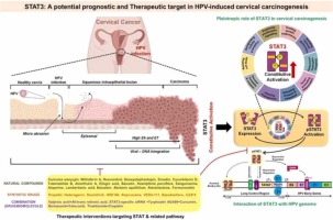 Prognostic and Therapeutic Potential of STAT3: Opportunities and Challenges in Targeting HPV-Mediated Cervical Carcinogenesis