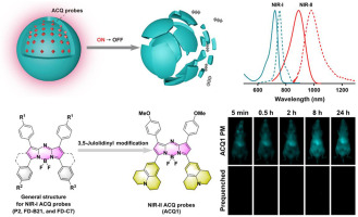 Julolidinyl aza-BODIPYs as NIR-II fluorophores for the bioimaging of nanocarriers