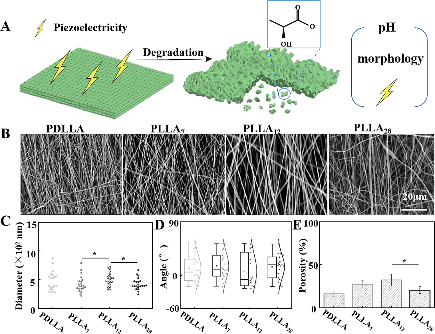 Dynamic regulation of stem cell adhesion and differentiation on degradable piezoelectric poly (L-lactic acid) (PLLA) nanofibers
