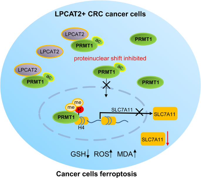 LPCAT2 inhibits colorectal cancer progression via the PRMT1/SLC7A11 axis