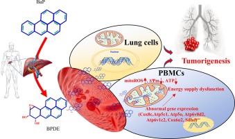 Mitochondrial dysfunction of peripheral blood mononuclear cells is associated with lung carcinogenesis