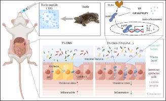 Turtle peptide and its derivative peptide ameliorated DSS-induced ulcerative colitis by inhibiting inflammation and modulating the composition of the gut microbiota