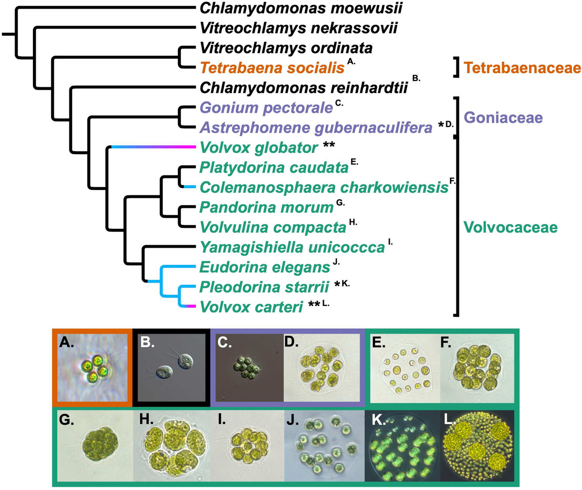 Fossil-calibrated molecular clock data enable reconstruction of steps leading to differentiated multicellularity and anisogamy in the Volvocine algae
