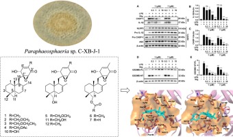 New meroterpenoids and polyketides from the endophytic fungus Paraphaeosphaeria sp. C-XB-J-1 and their anti-inflammatory and SARS-CoV-2 Mpro inhibitory activities