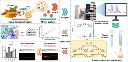 Rapid identifying of COX-2 inhibitors from turmeric (Curcuma longa) by bioaffinity ultrafiltration coupled with UPLC-Q Exactive-Orbitrap-MS and zebrafish-based in vivo validation