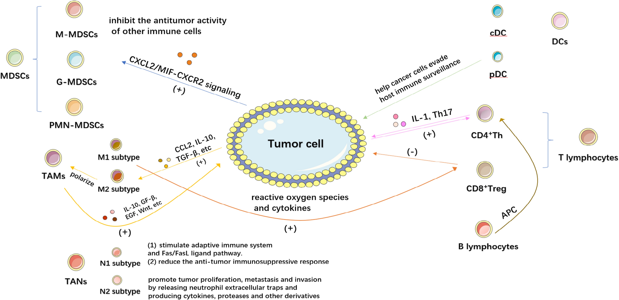 Advances in tumor microenvironment and underlying molecular mechanisms of bladder cancer: a systematic review