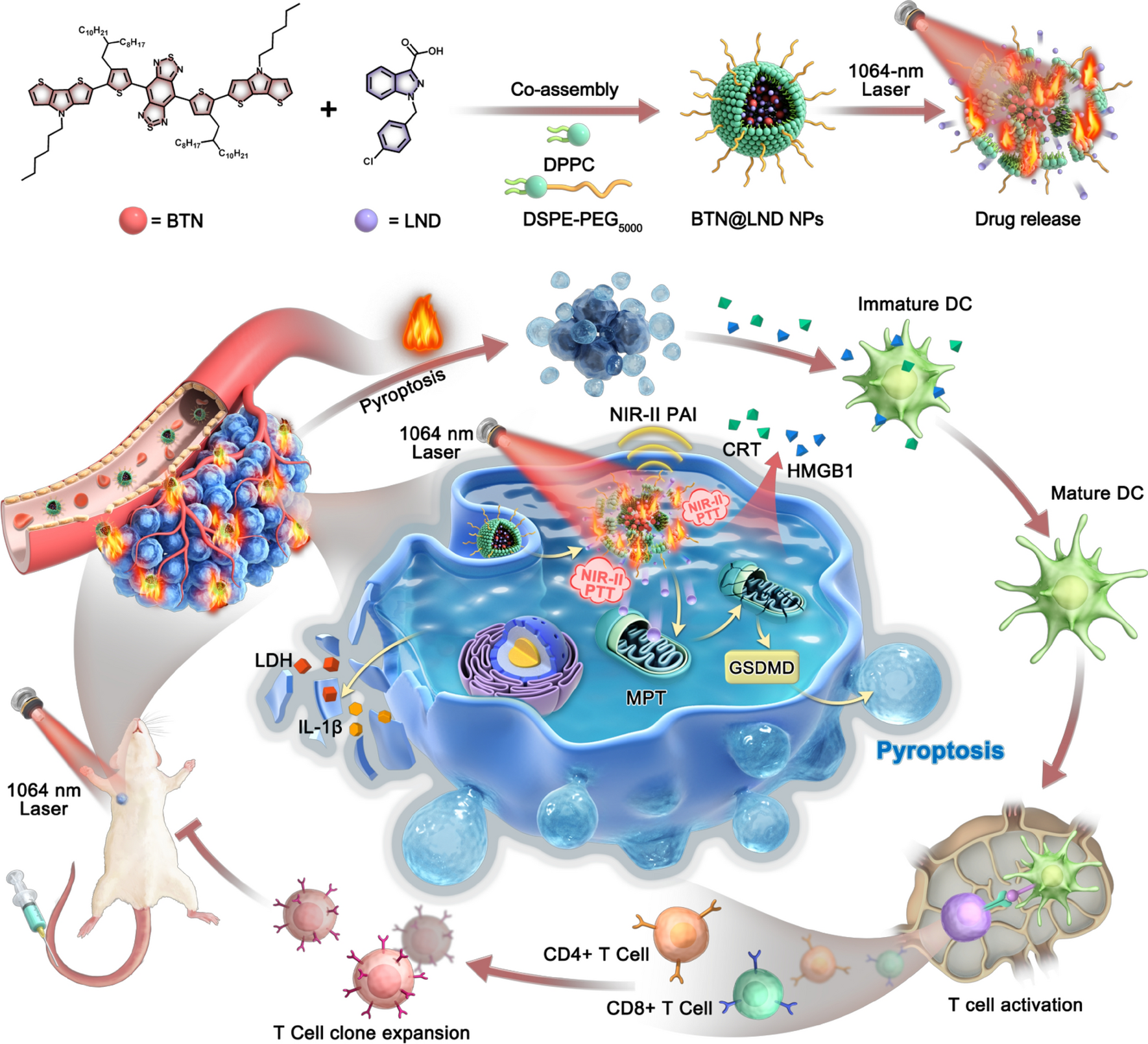 A thermoresponsive nanocomposite integrates NIR-II-absorbing small molecule with lonidamine for pyroptosis-promoted synergistic immunotherapy