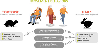 Association of ‘Tortoise’ and ‘Hare’ movement behavior patterns with cardiometabolic health, body composition, and functional fitness in older adults