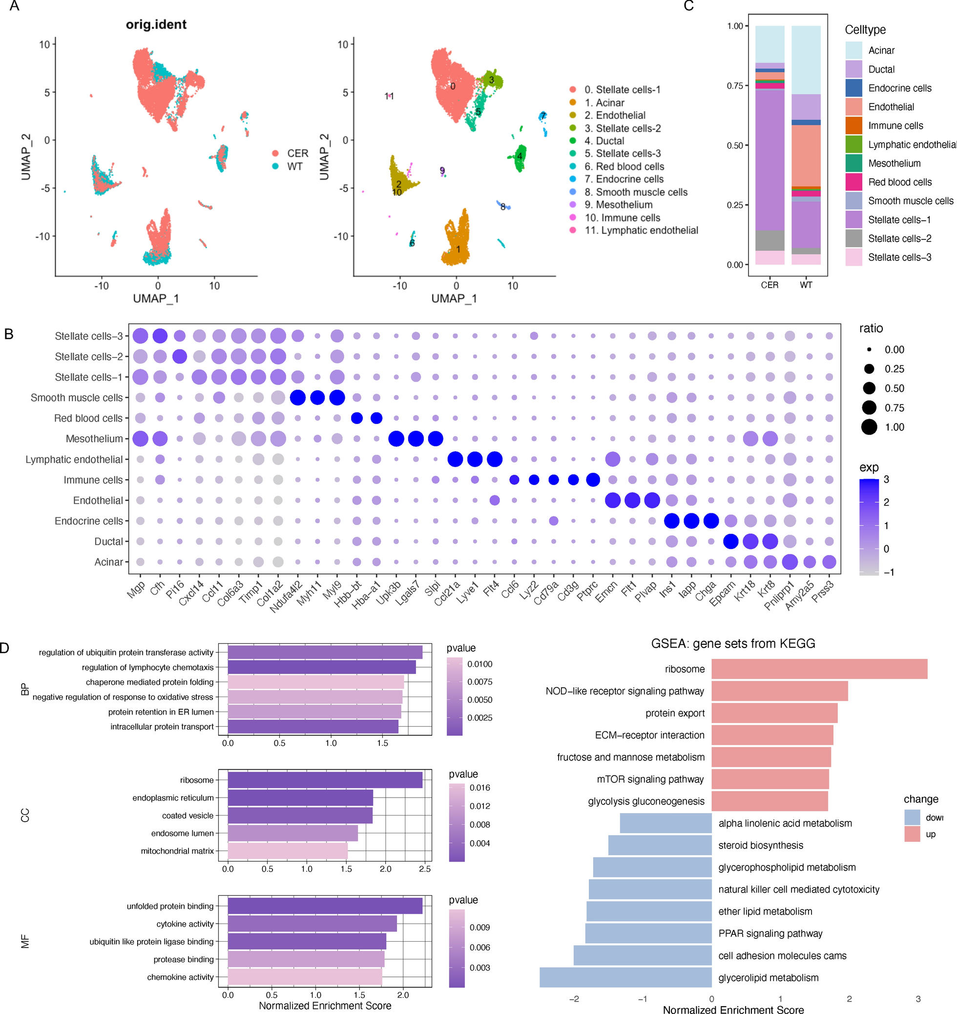 The integration of single-cell and bulk RNA-seq atlas reveals ERS-mediated acinar cell damage in acute pancreatitis