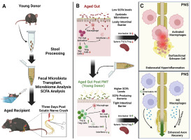 Rejuvenating fecal microbiota transplant enhances peripheral nerve repair in aged mice by modulating endoneurial inflammation