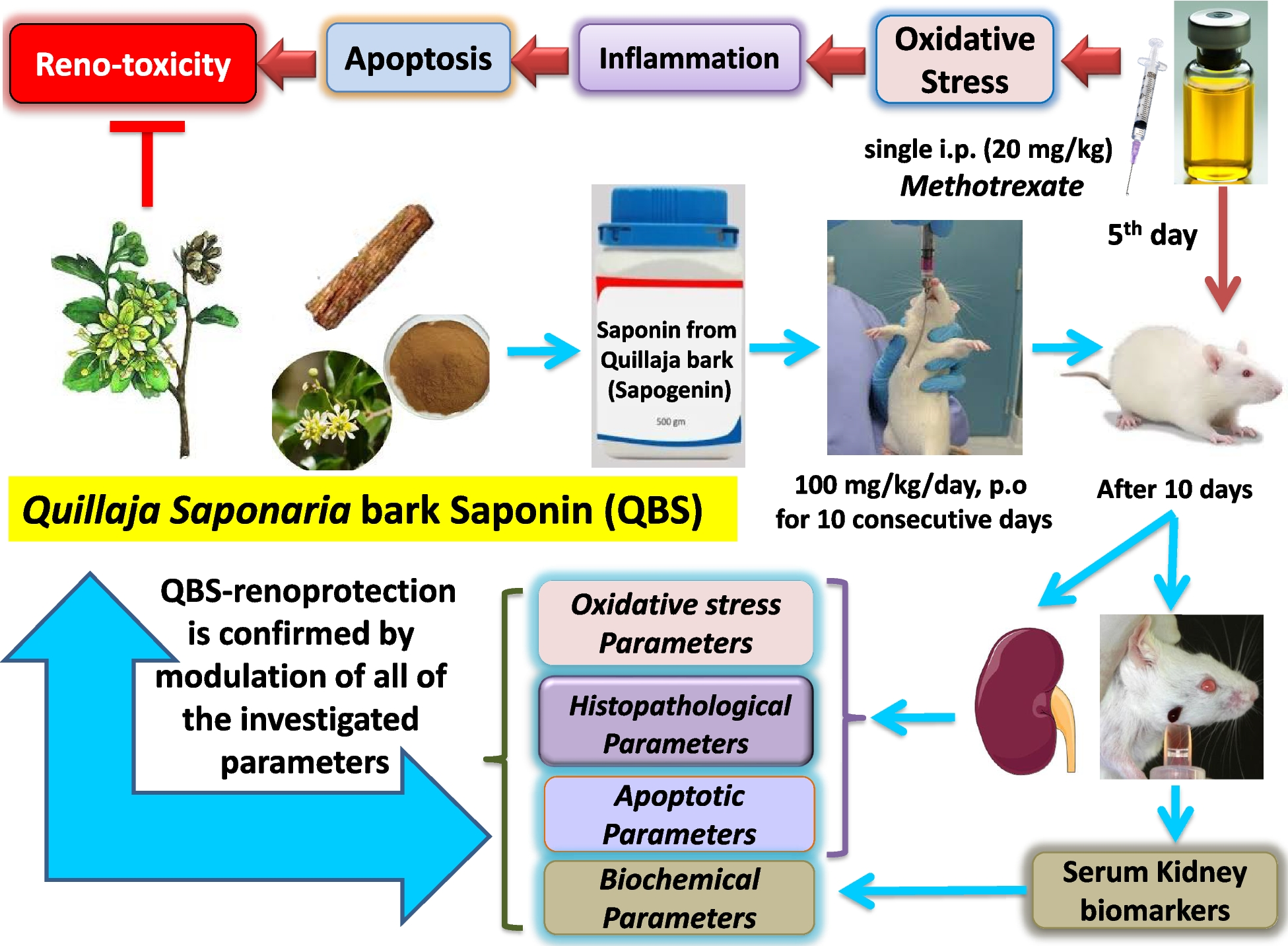 Quillaja saponin mitigates methotrexate-provoked renal injury; insight into Nrf-2/Keap-1 pathway modulation with suppression of oxidative stress and inflammation
