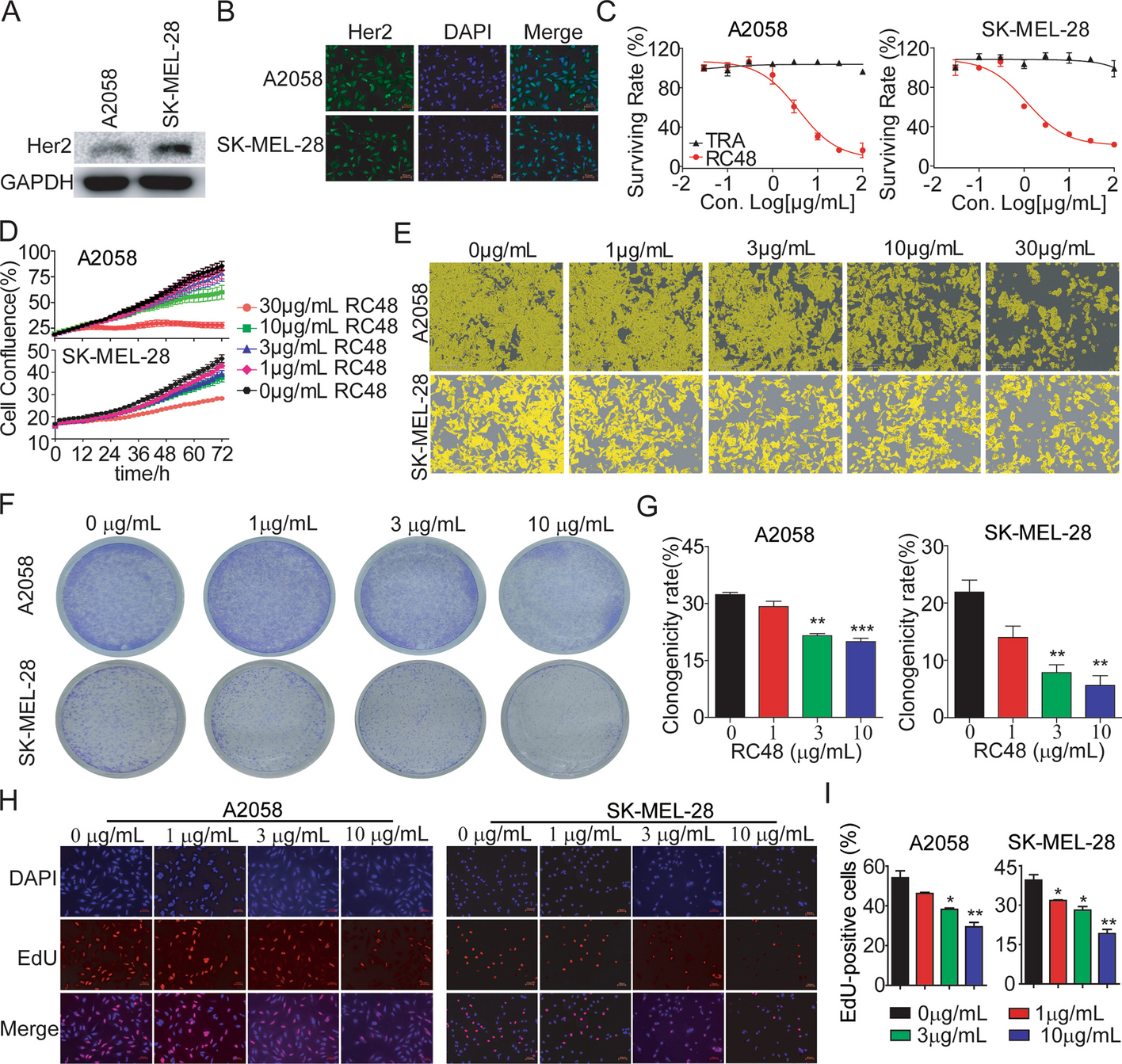 Combined therapy of dabrafenib and an anti-HER2 antibody–drug conjugate for advanced BRAF-mutant melanoma