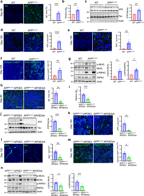 APOE3ch alleviates Aβ and tau pathology and neurodegeneration in the human APPNL-G-F cerebral organoid model of Alzheimer’s disease