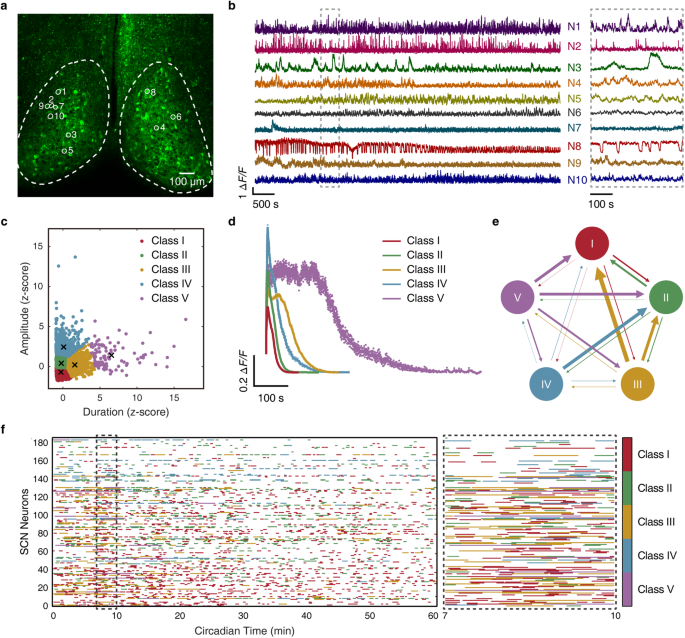 System-level time computation and representation in the suprachiasmatic nucleus revealed by large-scale calcium imaging and machine learning