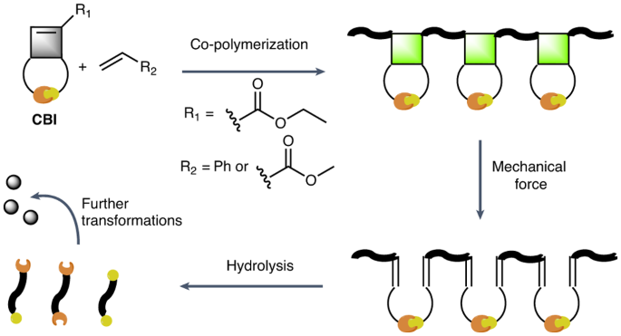 Mechanically triggered on-demand degradation of polymers synthesized by radical polymerizations