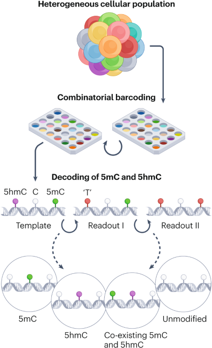 SIMPLE-seq to decode DNA methylation dynamics in single cells