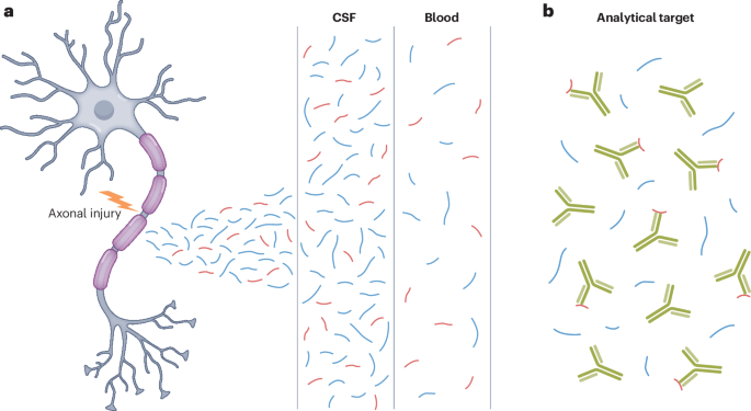 Neurofilaments as biomarkers in neurological disorders — towards clinical application
