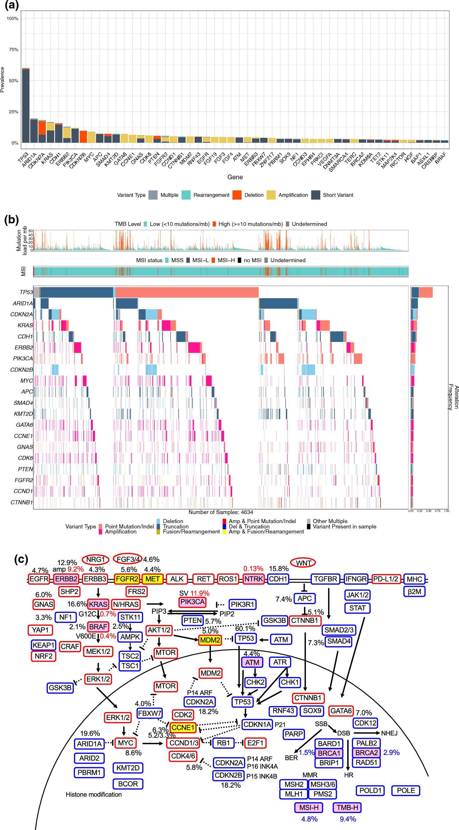 The Molecular Landscape of Gastric Cancers for Novel Targeted Therapies from Real-World Genomic Profiling
