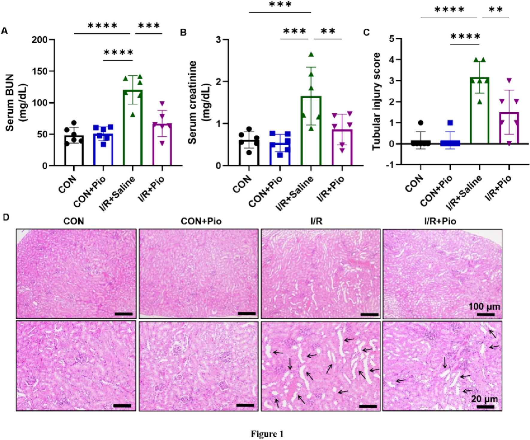 Pioglitazone ameliorates ischemia/reperfusion-induced acute kidney injury via oxidative stress attenuation and NLRP3 inflammasome
