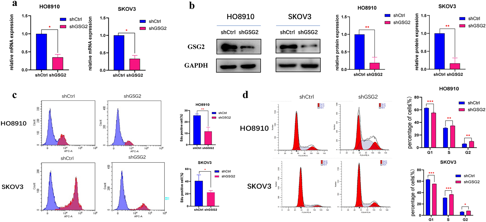 Germ cell-specific gene 2 accelerates cell cycle in epithelial ovarian cancer by inhibiting GSK3α-p27 cascade