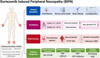 Bortezomib-induced peripheral neuropathy: clinical features, molecular basis, and therapeutic approach