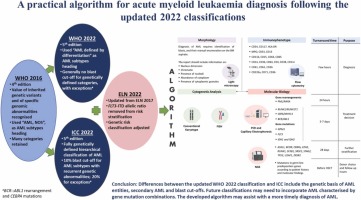 A practical algorithm for acute myeloid leukaemia diagnosis following the updated 2022 classifications