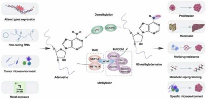 N6-methyladenosine-dependent signaling in colorectal cancer: functions and clinical potential