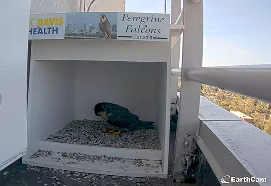 Peregrine falcon mystery: Experts weigh in on disappearing eggs