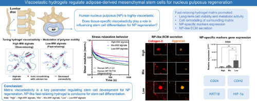 Viscoelastic hydrogels regulate adipose-derived mesenchymal stem cells for nucleus pulposus regeneration