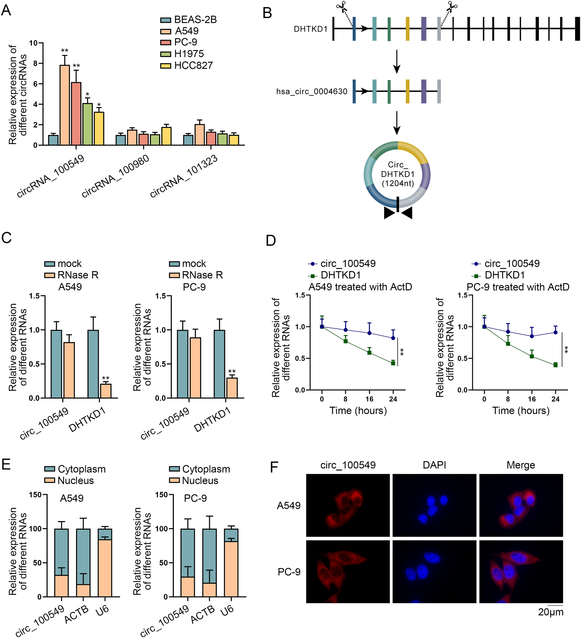 Circ_100549 promotes tumor progression in lung adenocarcinoma through upregulation of BIRC6