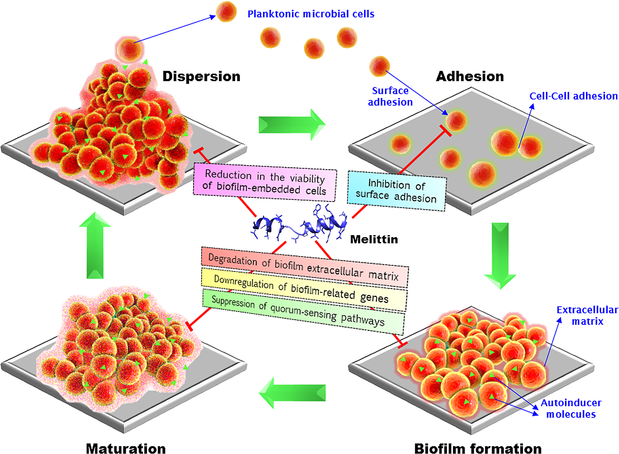 Anti-Biofilm Effects of Melittin: Lessons Learned and the Path Ahead