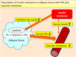 Insulin resistance in the adipose tissue predicts future vascular resistance: The Hiroshima Study on Glucose Metabolism and Cardiovascular Diseases