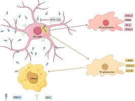 PD-1/PD-L1 axis is involved in the interaction between microglial polarization and glioma