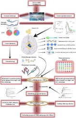 Analysis of the sodium pump subunit ATP1A3 in glioma patients: Potential value in prognostic prediction and immunotherapy