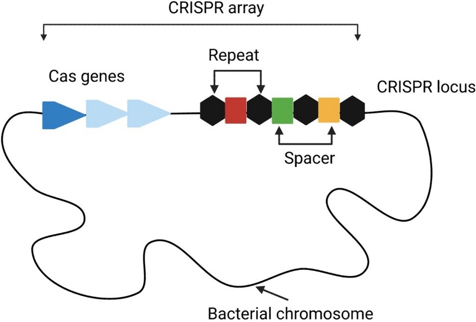 CRISPR-Cas System: A New Dawn to Combat Antibiotic Resistance