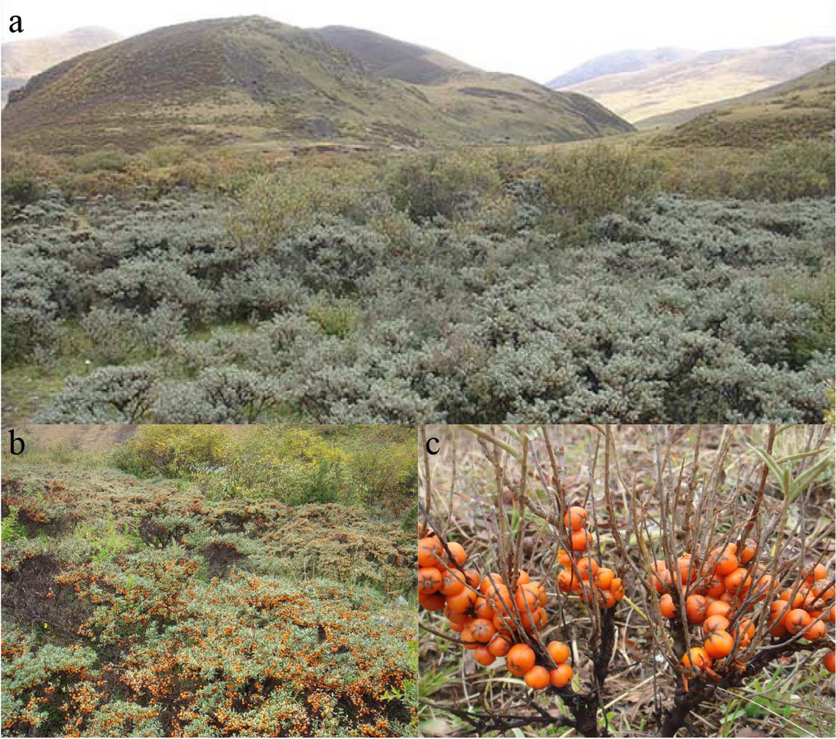 Chromosome-level genome assembly of Hippophae tibetana provides insights into high-altitude adaptation and flavonoid biosynthesis