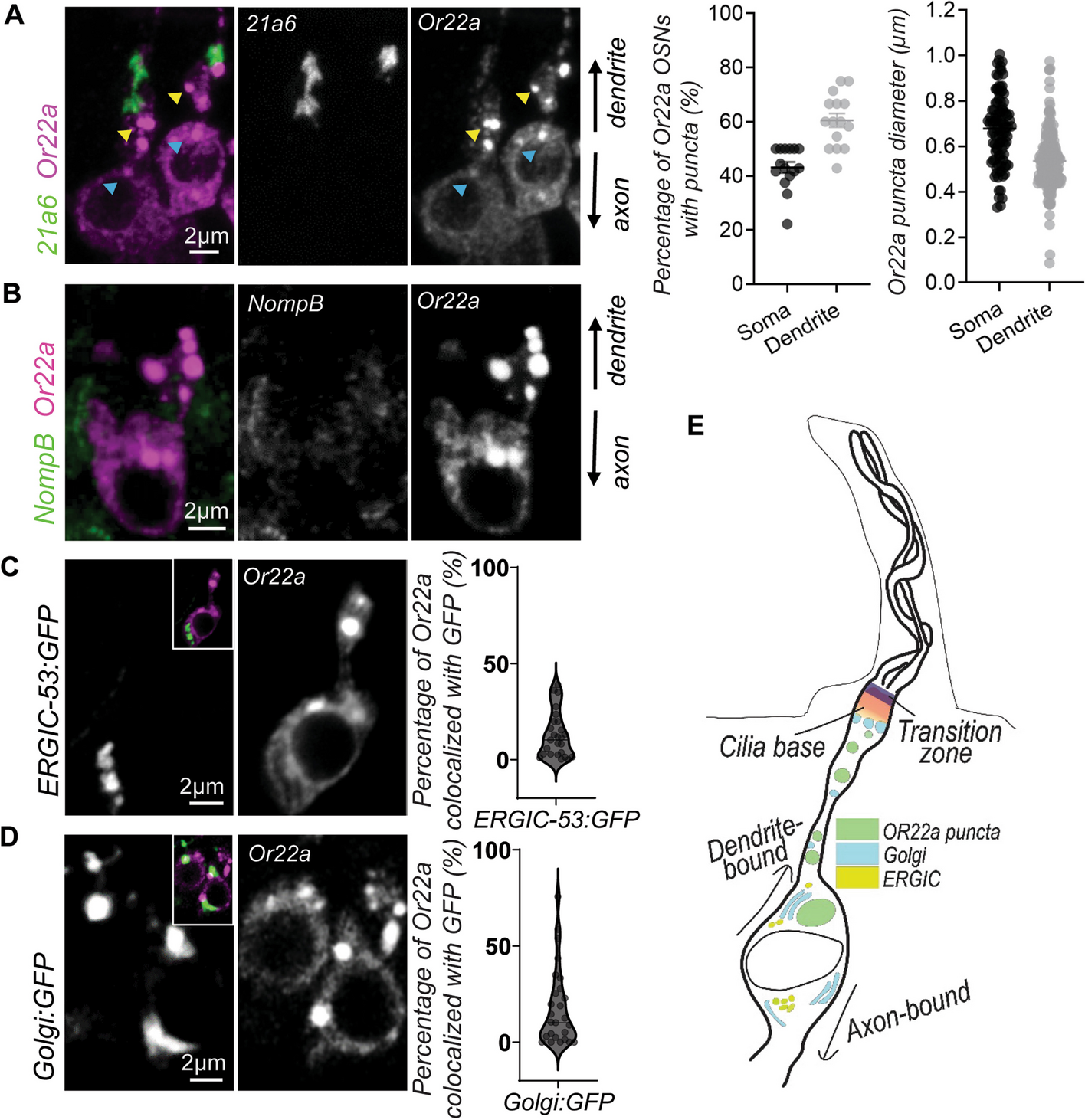 A cilia-bound unconventional secretory pathway for Drosophila odorant receptors