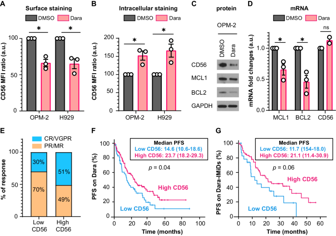 CD56 expression predicts response to Daratumumab-based regimens