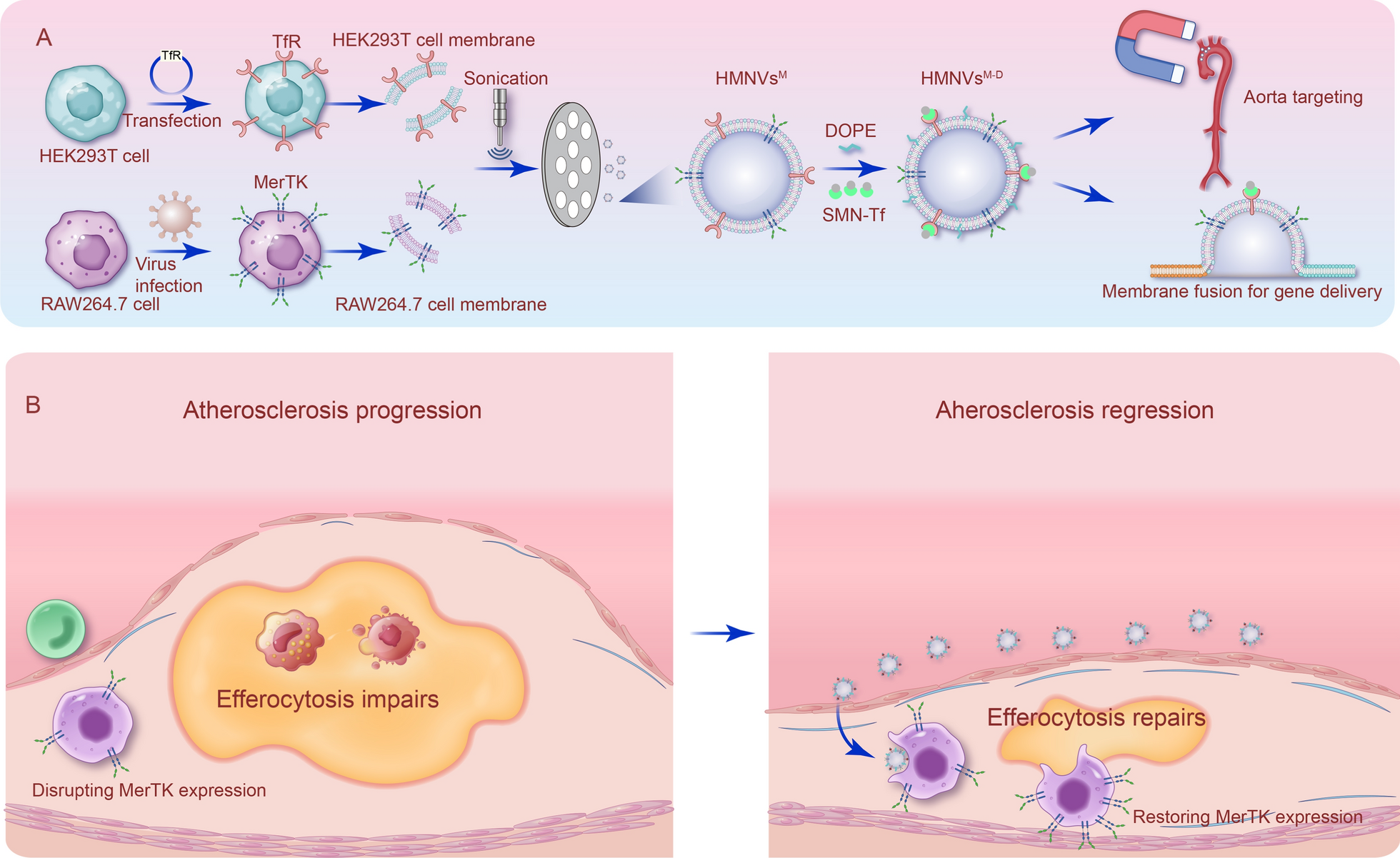 Targeted delivery of MerTK protein via cell membrane engineered nanoparticle enhances efferocytosis and attenuates atherosclerosis in diabetic ApoE−/− Mice