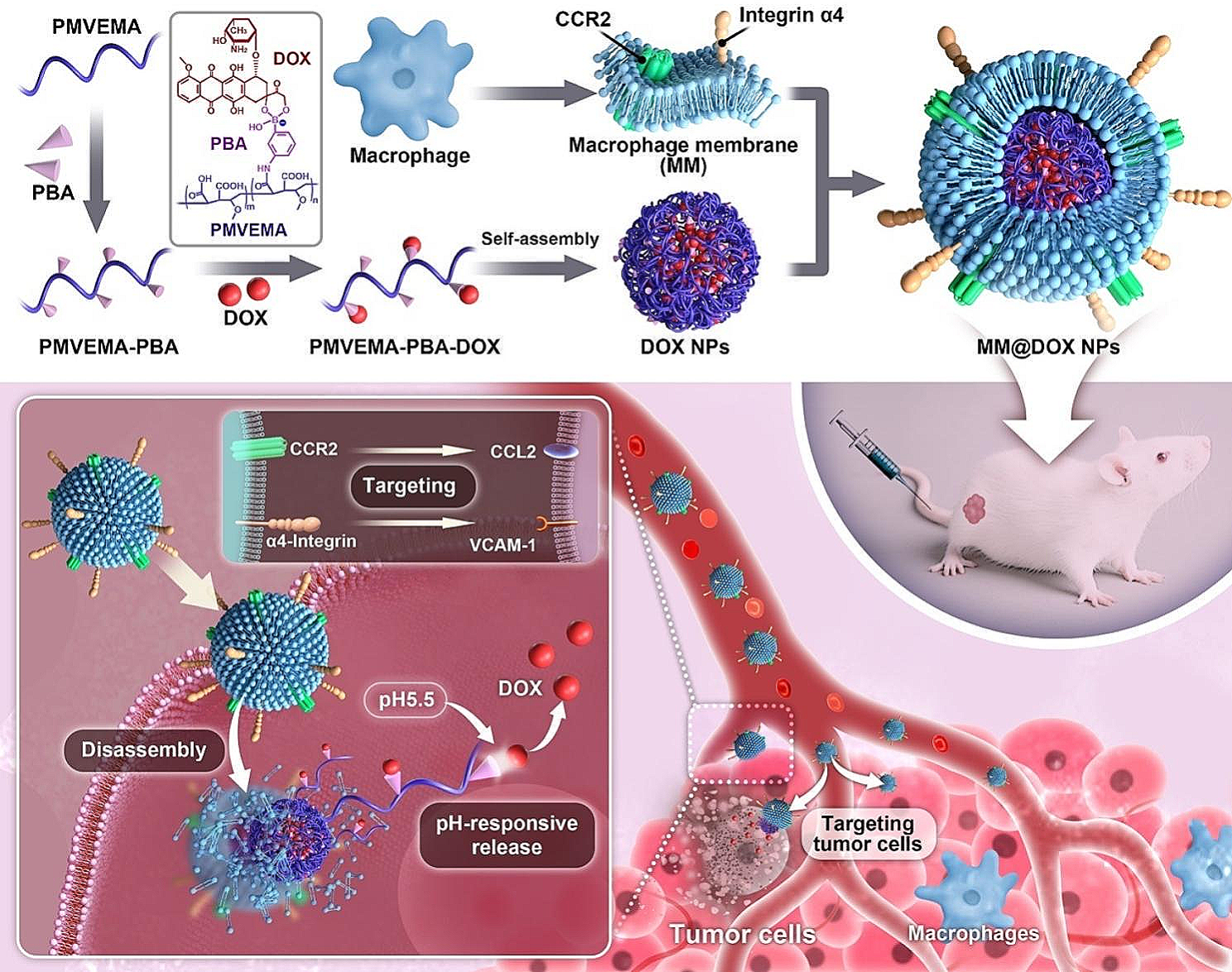 Macrophage membrane-camouflaged pH-sensitive nanoparticles for targeted therapy of oral squamous cell carcinoma