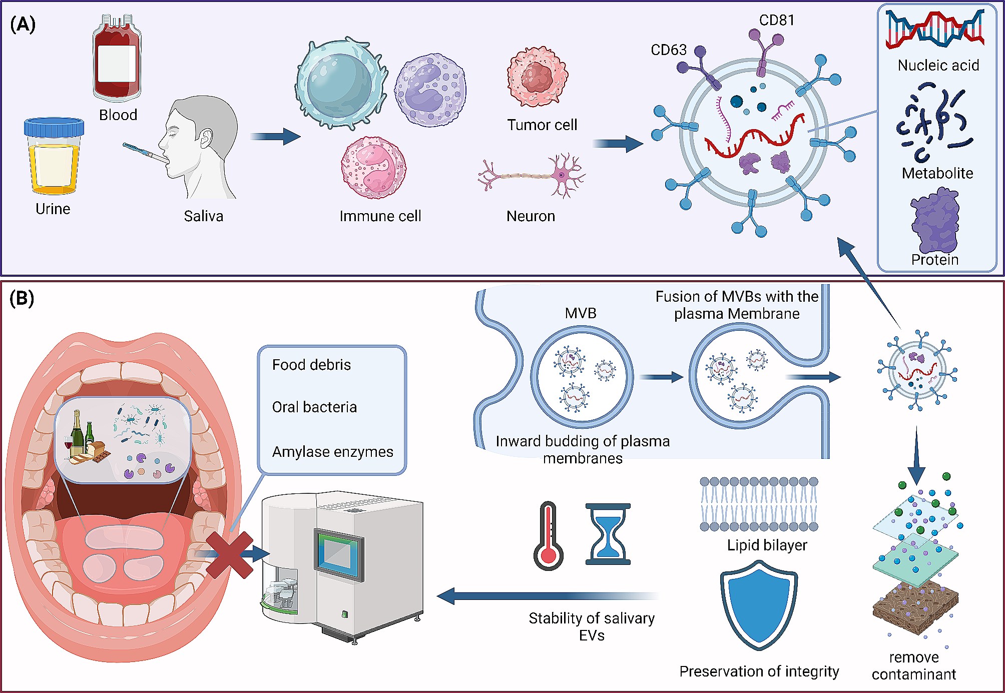 New frontiers in salivary extracellular vesicles: transforming diagnostics, monitoring, and therapeutics in oral and systemic diseases