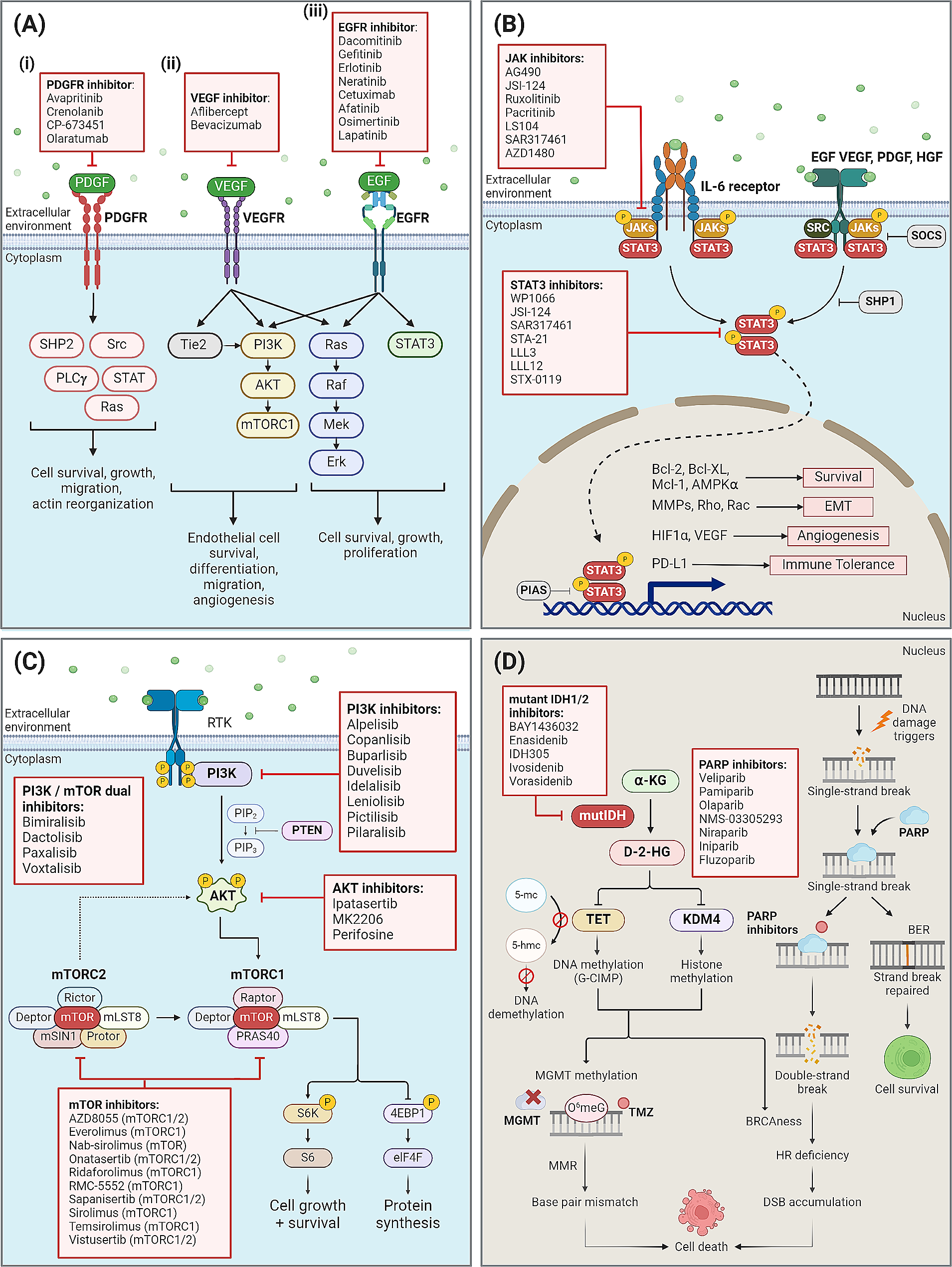 Mechanistic insights and the clinical prospects of targeted therapies for glioblastoma: a comprehensive review