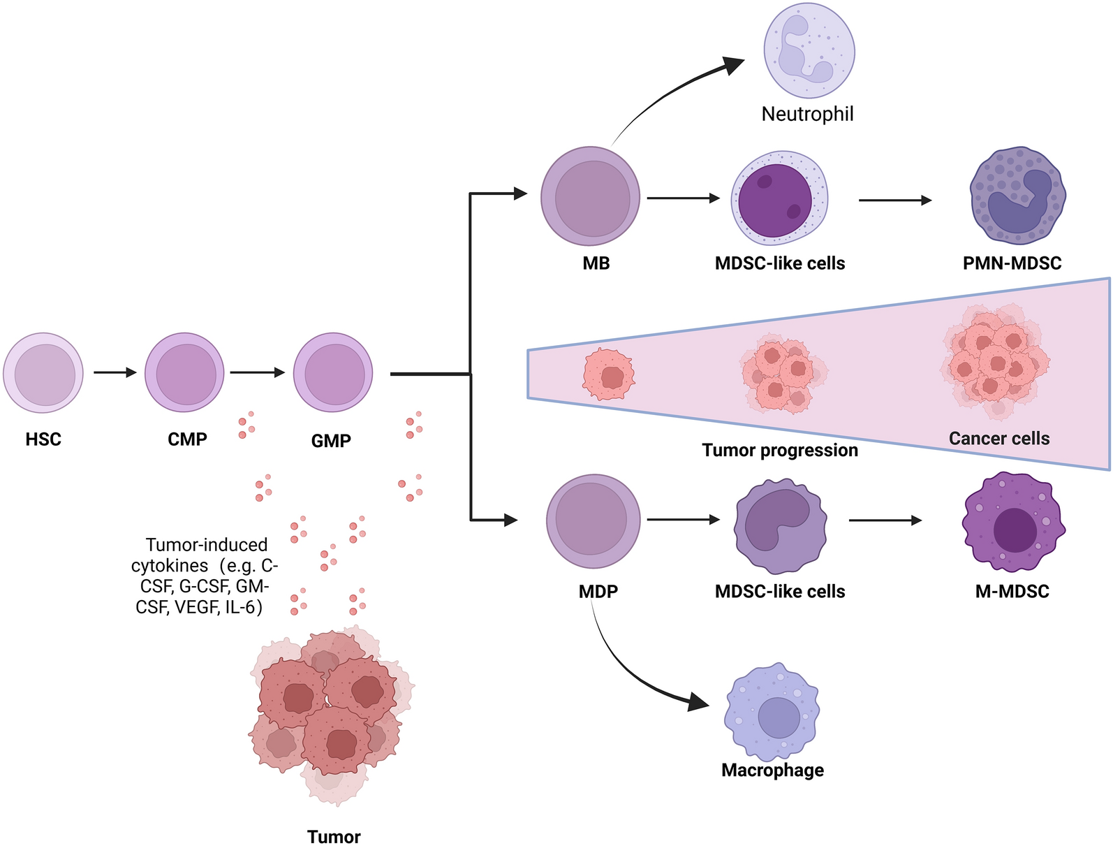 Myeloid-derived suppressor cells in cancer: therapeutic targets to overcome tumor immune evasion