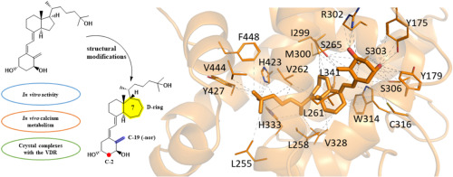 Design, synthesis, and biological activity of D-bishomo-1α,25-dihydroxyvitamin D3 analogs and their crystal structures with the vitamin D nuclear receptor