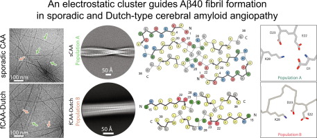 An electrostatic cluster guides Aβ40 fibril formation in sporadic and Dutch-type cerebral amyloid angiopathy