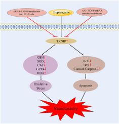TXNIP knockdown protects rats against bupivacaine-induced spinal neurotoxicity via the inhibition of oxidative stress and apoptosis