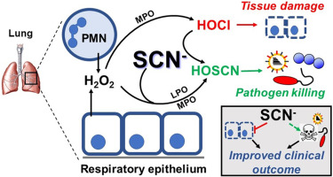 The therapeutic potential of thiocyanate and hypothiocyanous acid against pulmonary infections