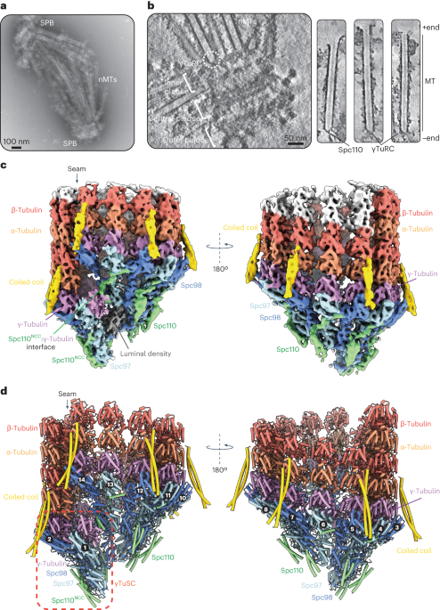 Structure of the native γ-tubulin ring complex capping spindle microtubules